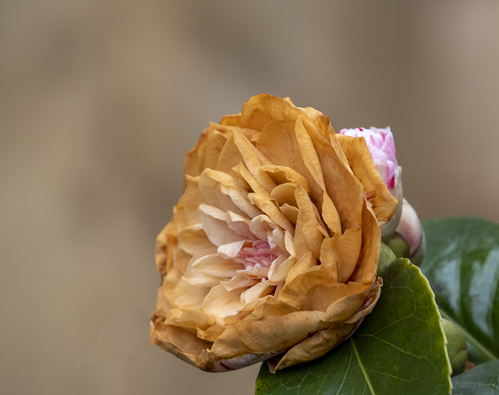 DSC_4057.jpg