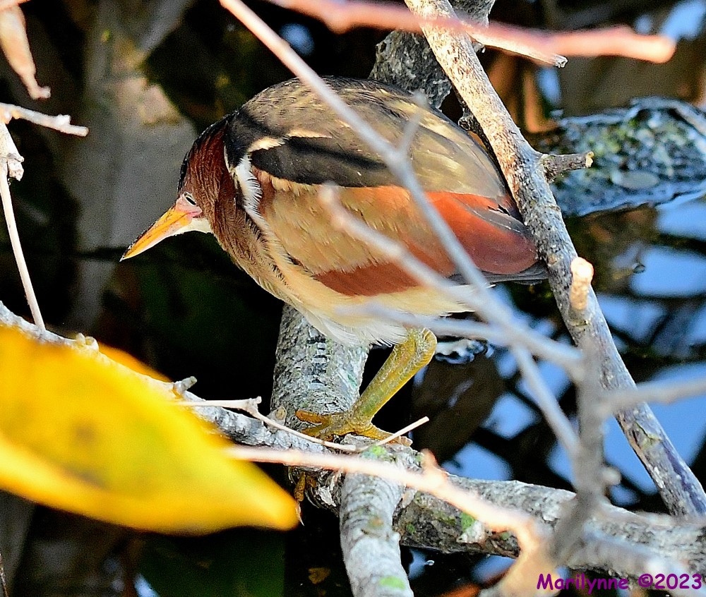 DSC_4057_001.JPG
