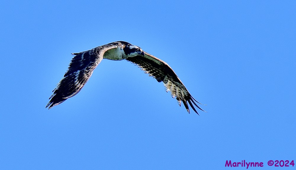 DSC_4057_001.JPG