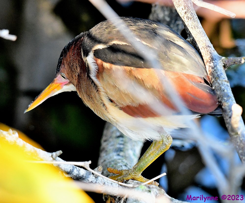 DSC_4058_001.JPG