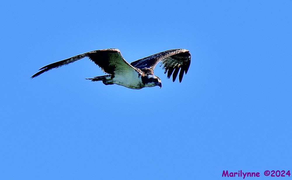 DSC_4058_001.JPG