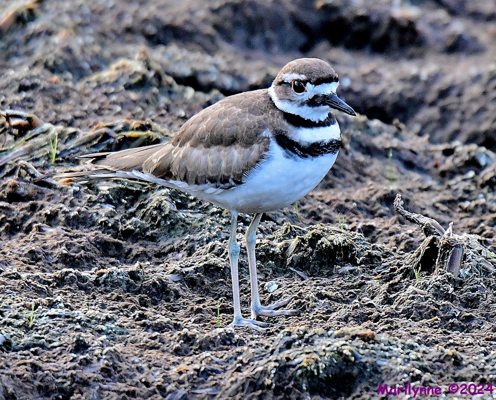 DSC_4058_001.JPG