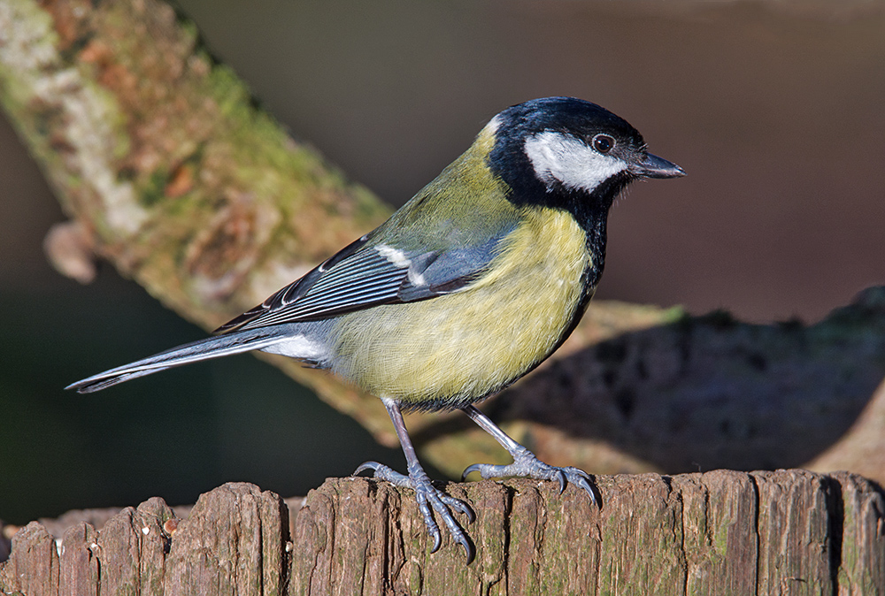 DSC_4059.jpg