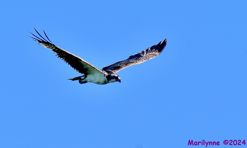 DSC_4059_001.JPG