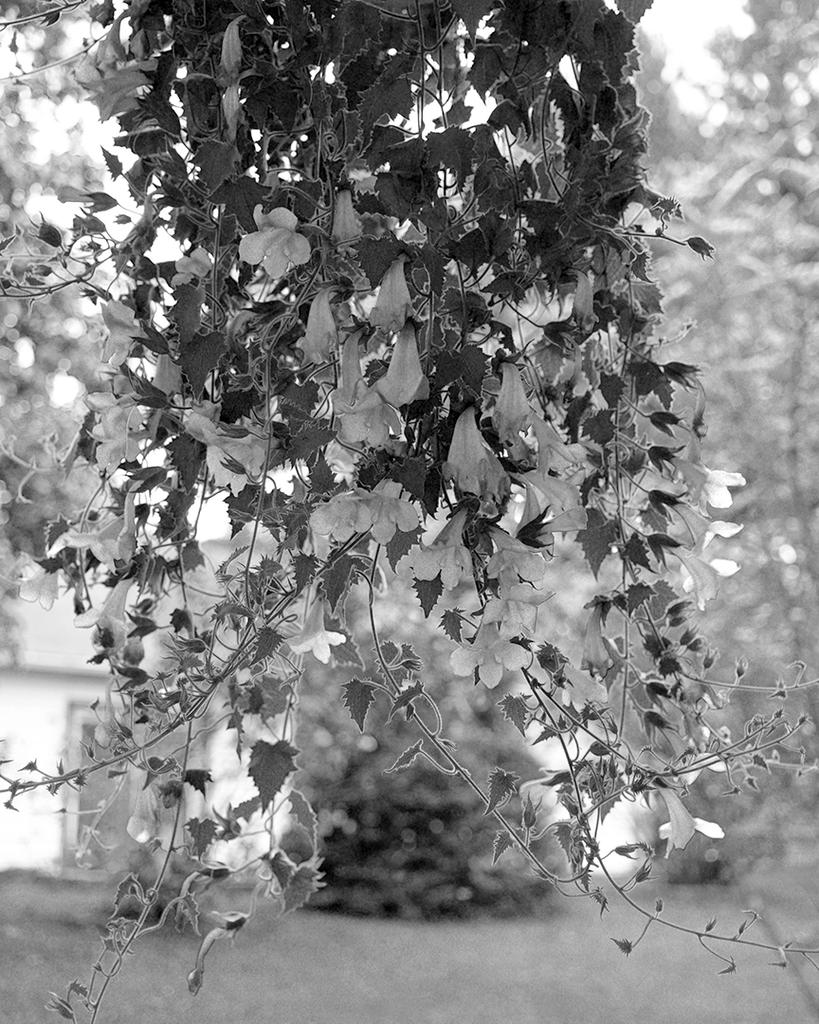 DSC_4064 copy.jpg
