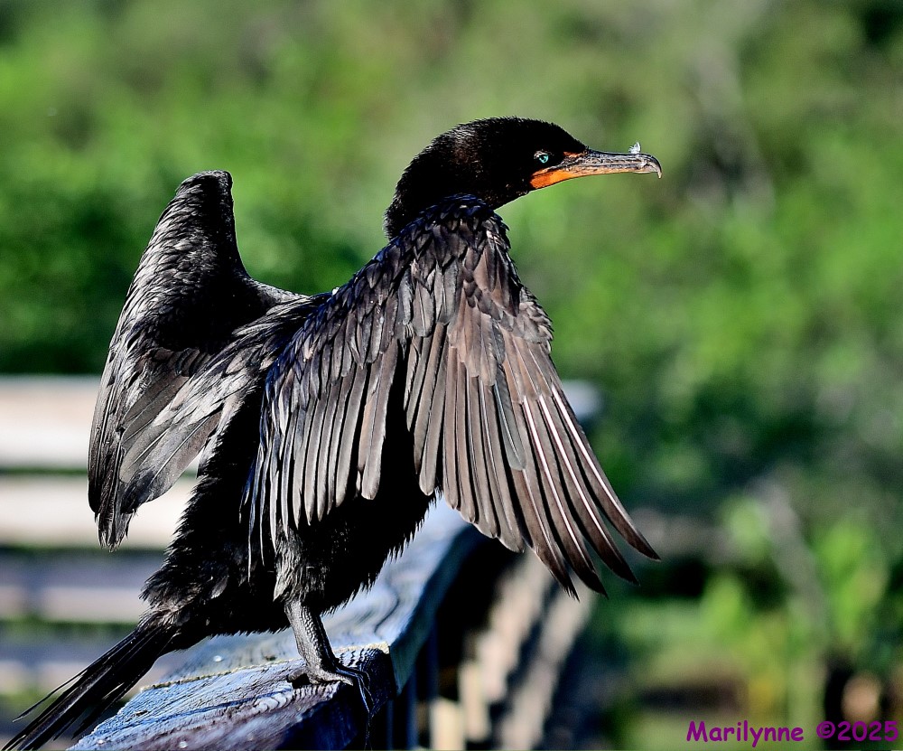 DSC_4065_001.JPG