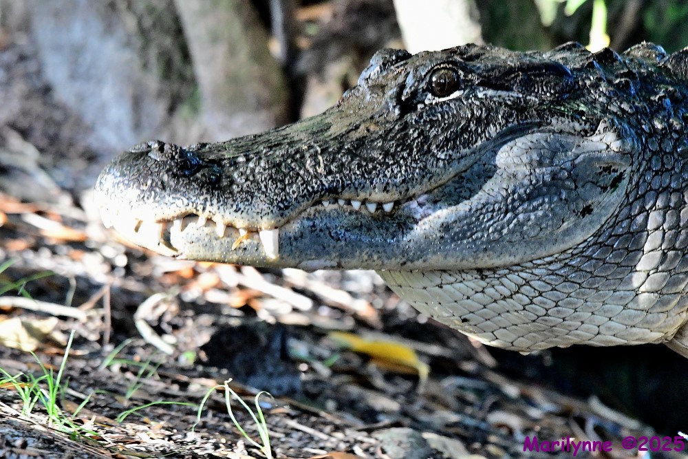 DSC_4065_001.JPG