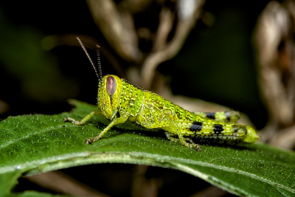 DSC_4066.jpg
