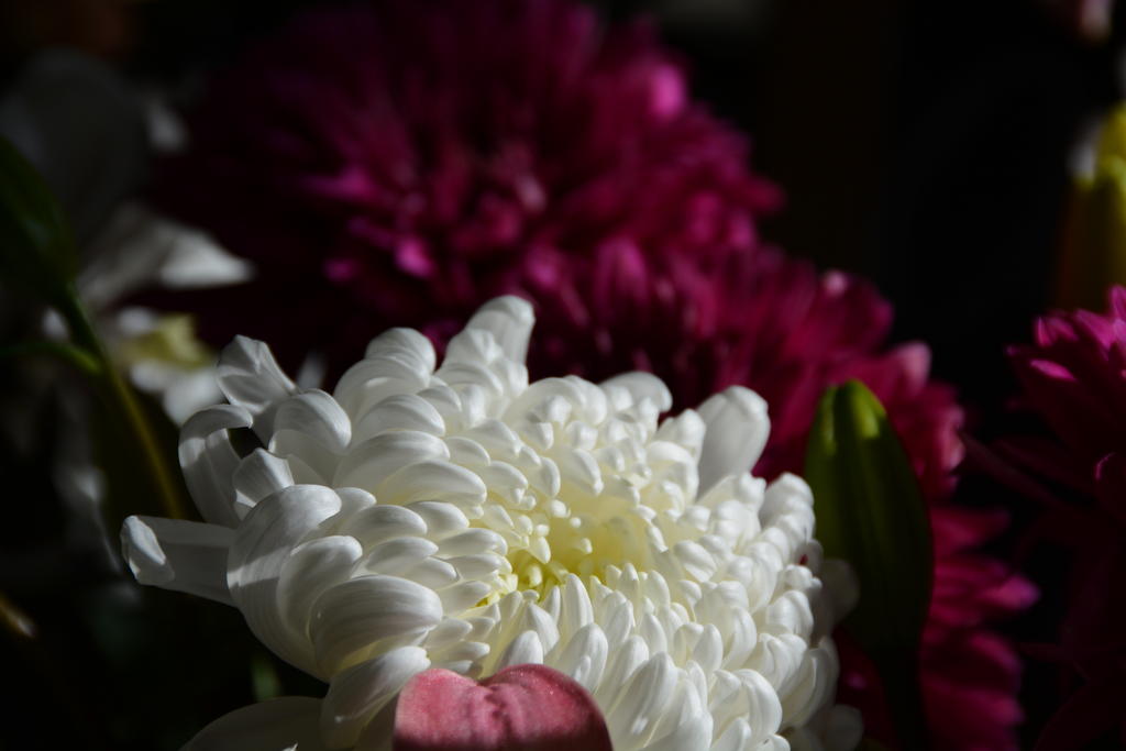 DSC_4067.jpg