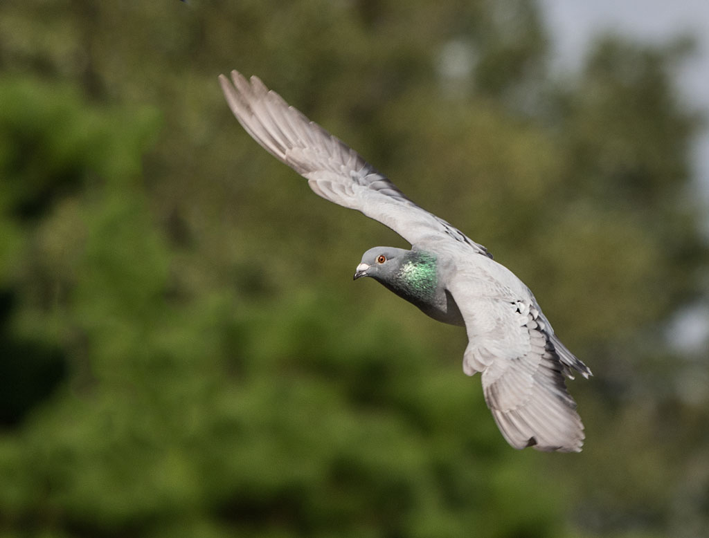 DSC_4067.jpg