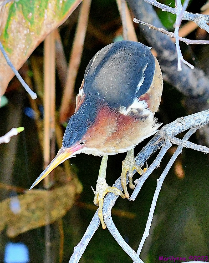 DSC_4067_001.JPG