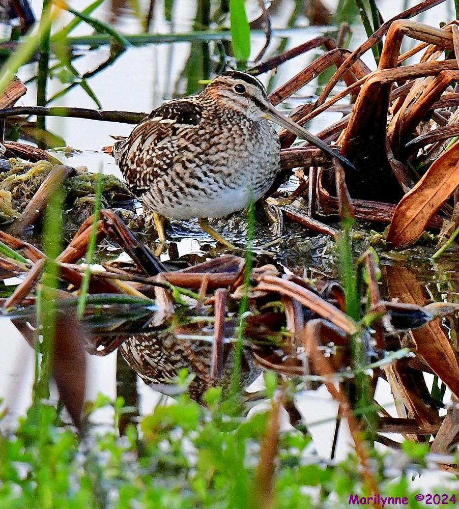DSC_4069_001.JPG