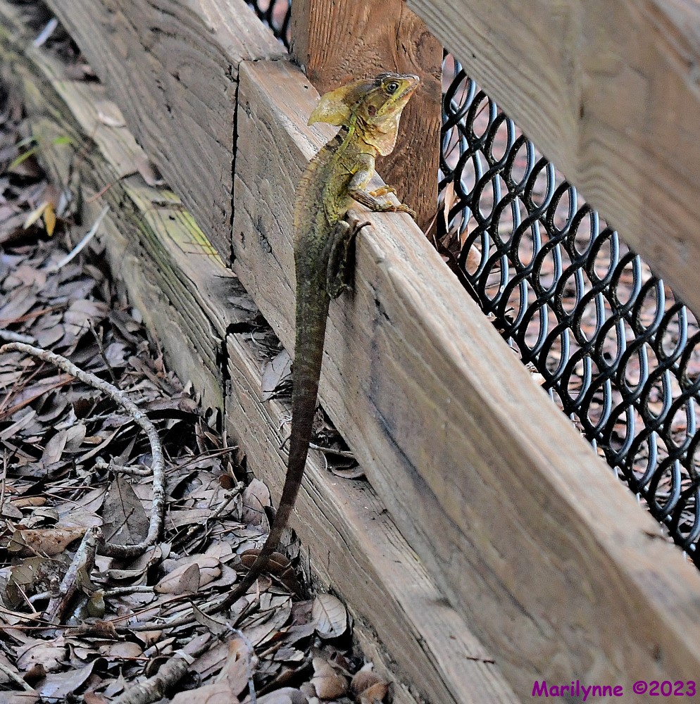 DSC_4072_001.JPG