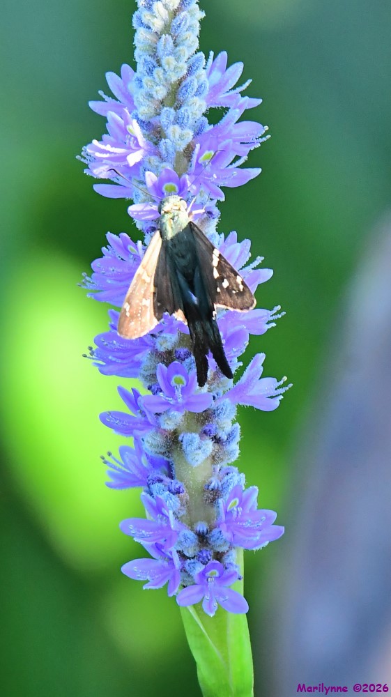 DSC_4072_001.JPG