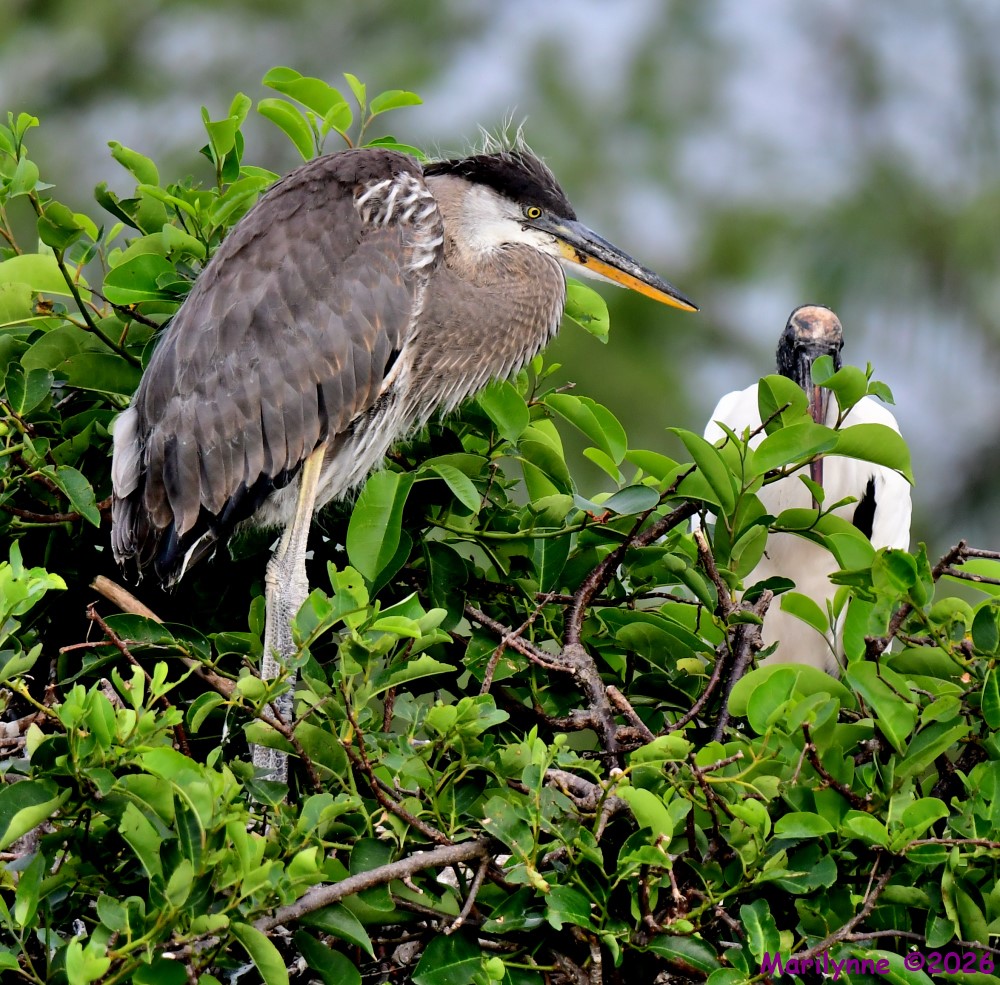 DSC_4073_001.JPG