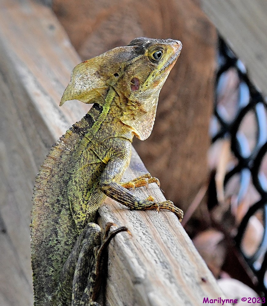 DSC_4074_001.JPG