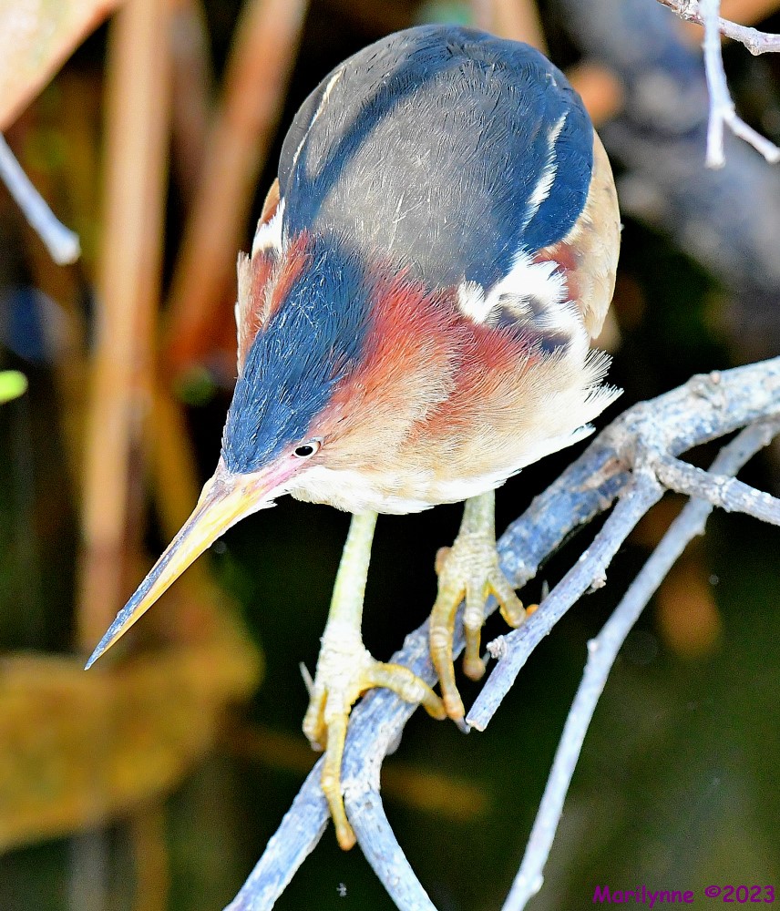 DSC_4075_001.JPG
