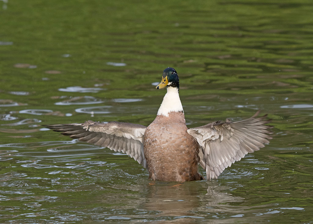 DSC_4080.jpg