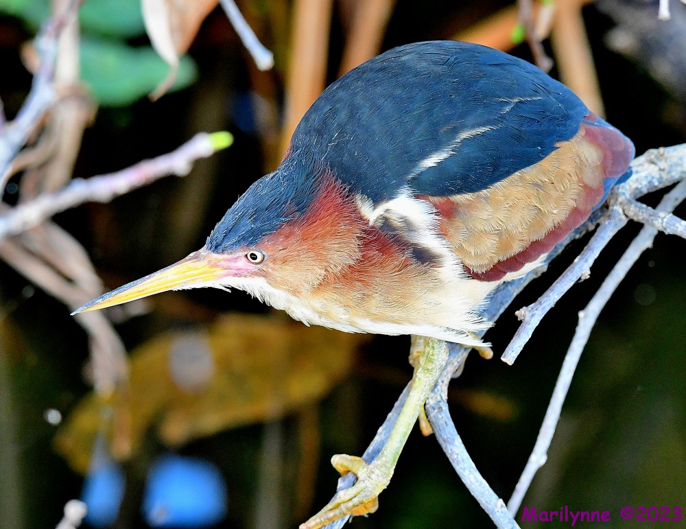 DSC_4080_001.JPG