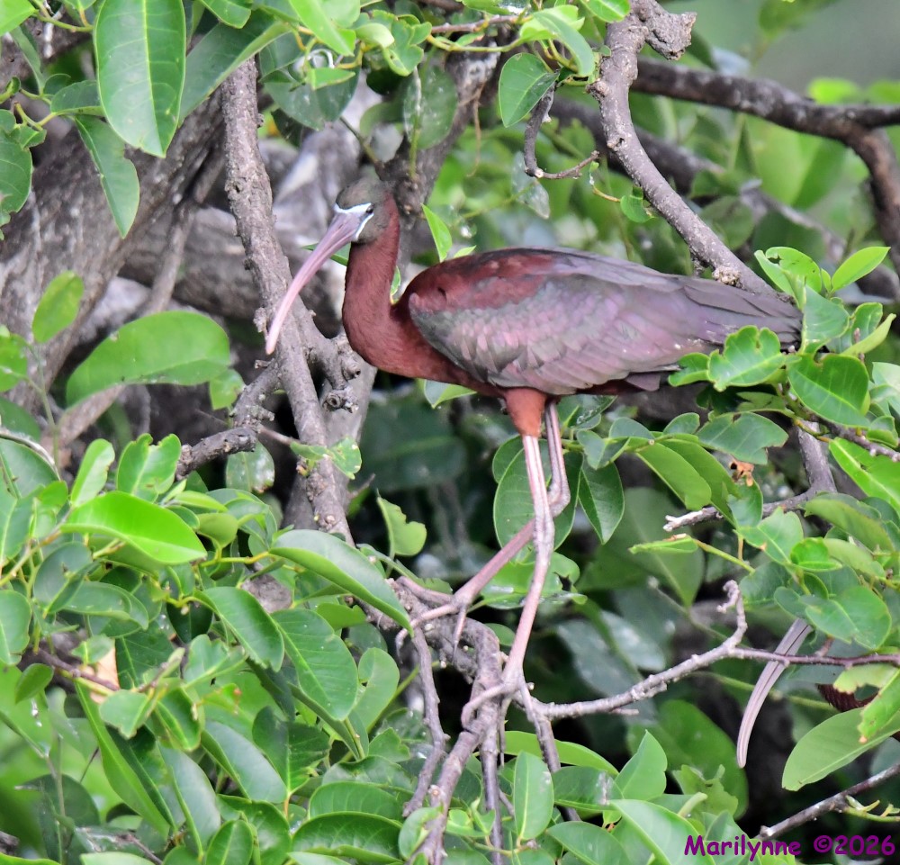 DSC_4081_001.JPG