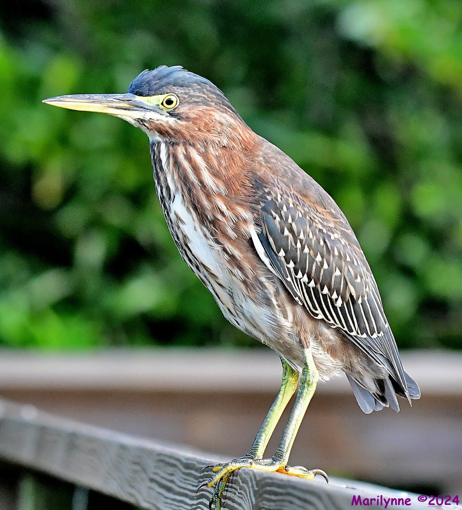 DSC_4082_001.JPG
