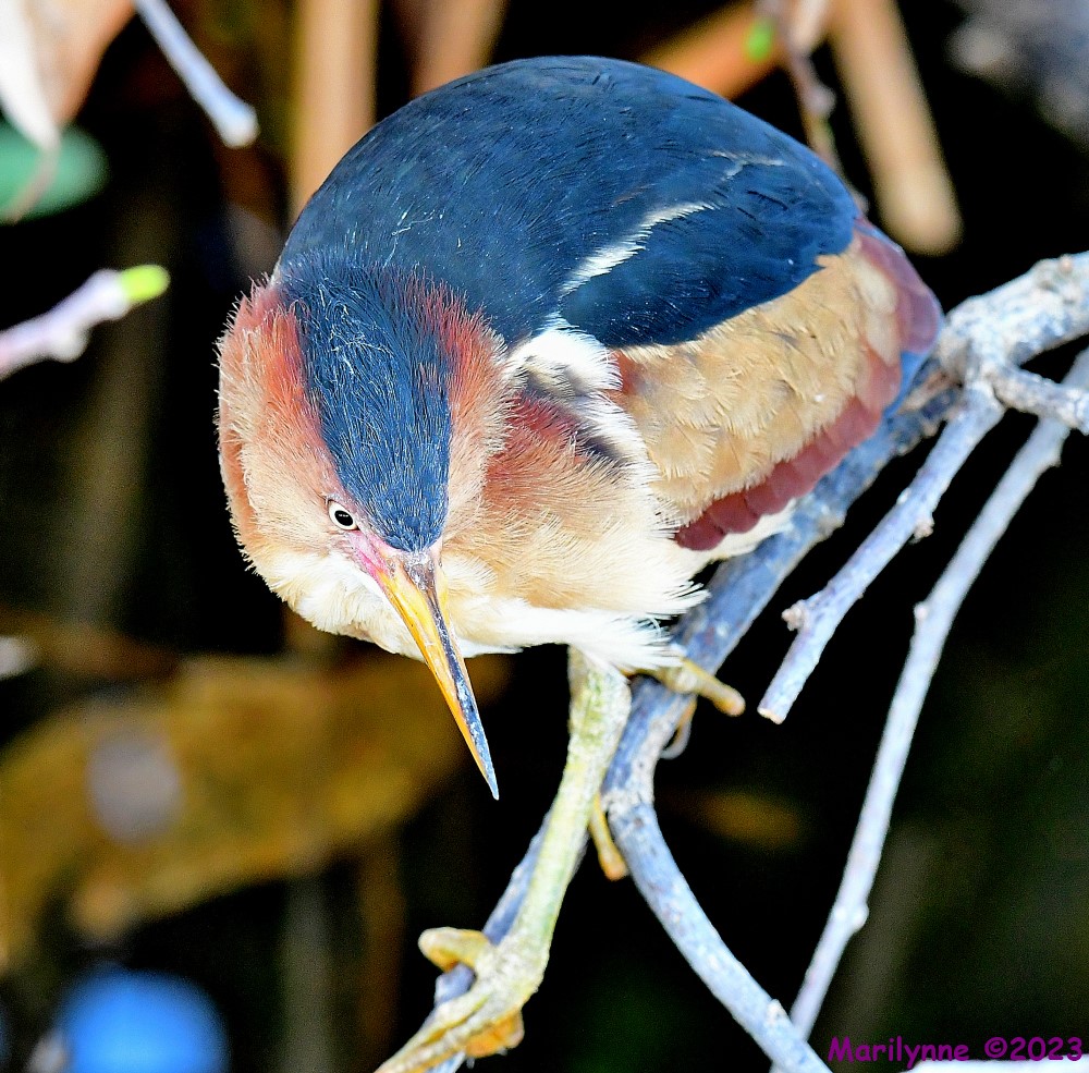 DSC_4083_001.JPG