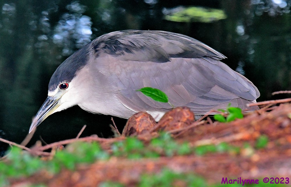 DSC_4083_001.JPG