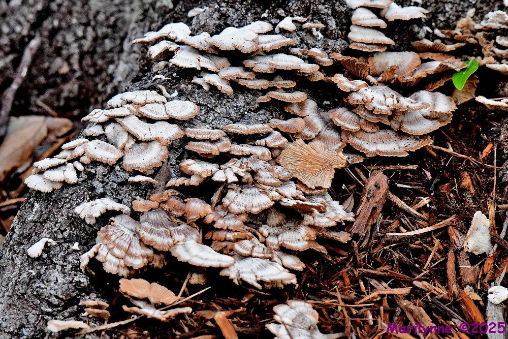 DSC_4085_001.JPG