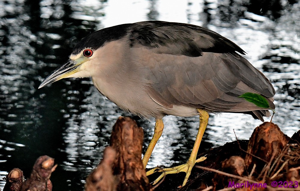 DSC_4086_001.JPG