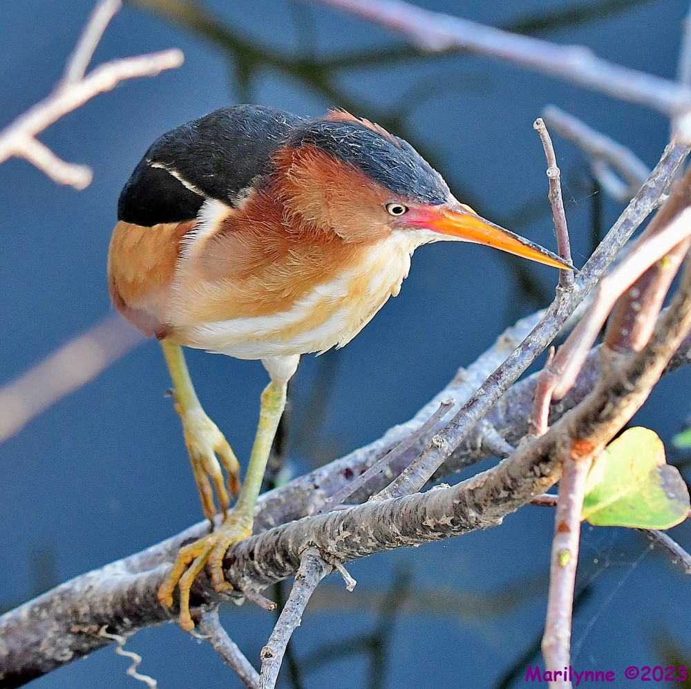 DSC_4087_001.JPG