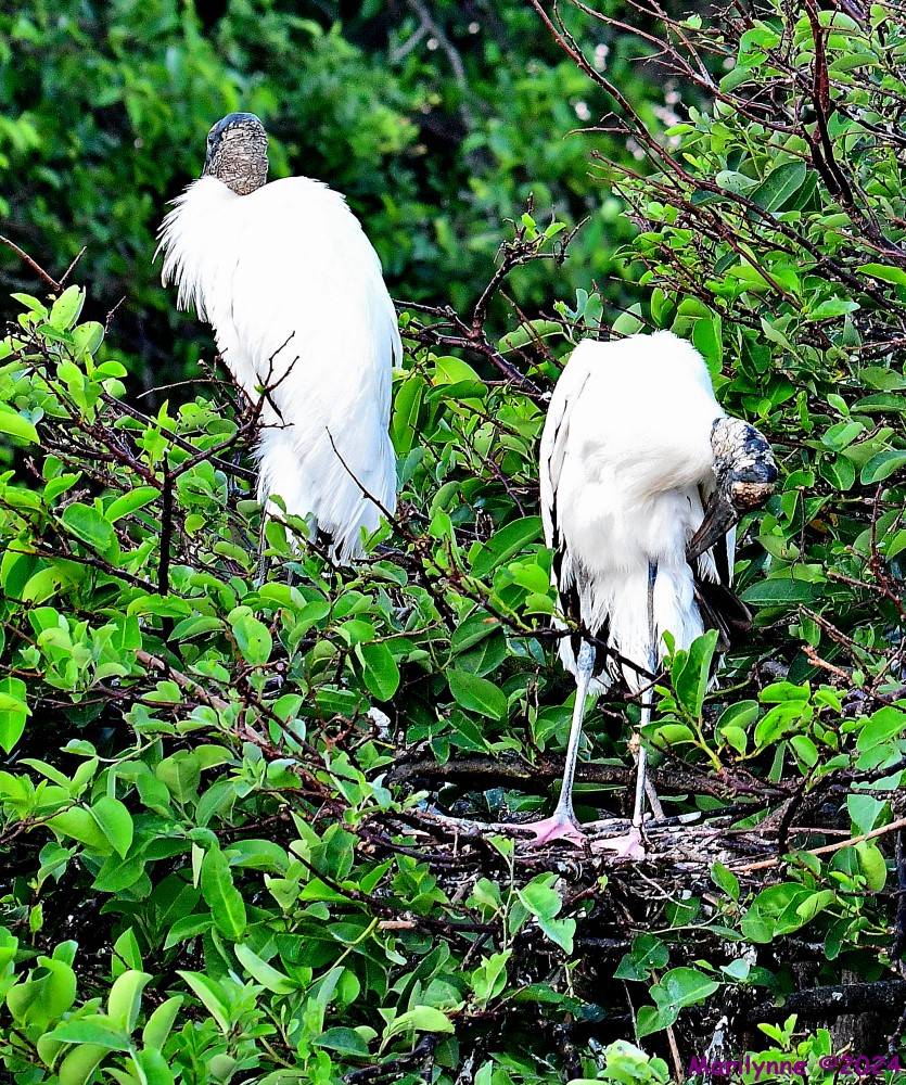 DSC_4087_001.JPG