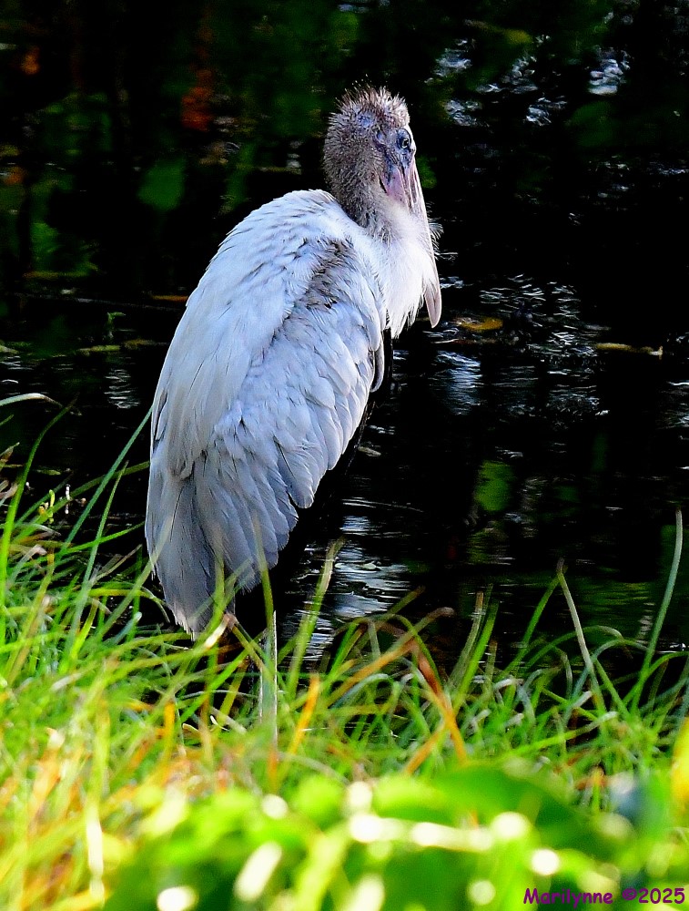 DSC_4087_001.JPG
