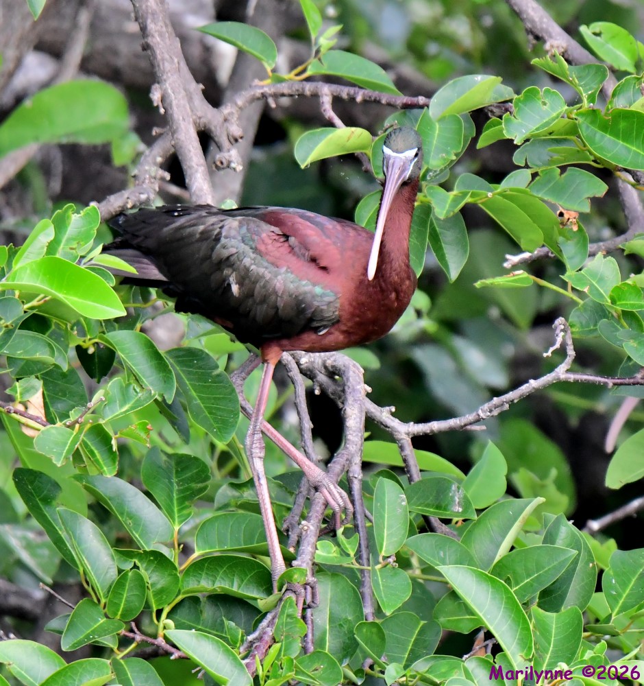 DSC_4087_001.JPG