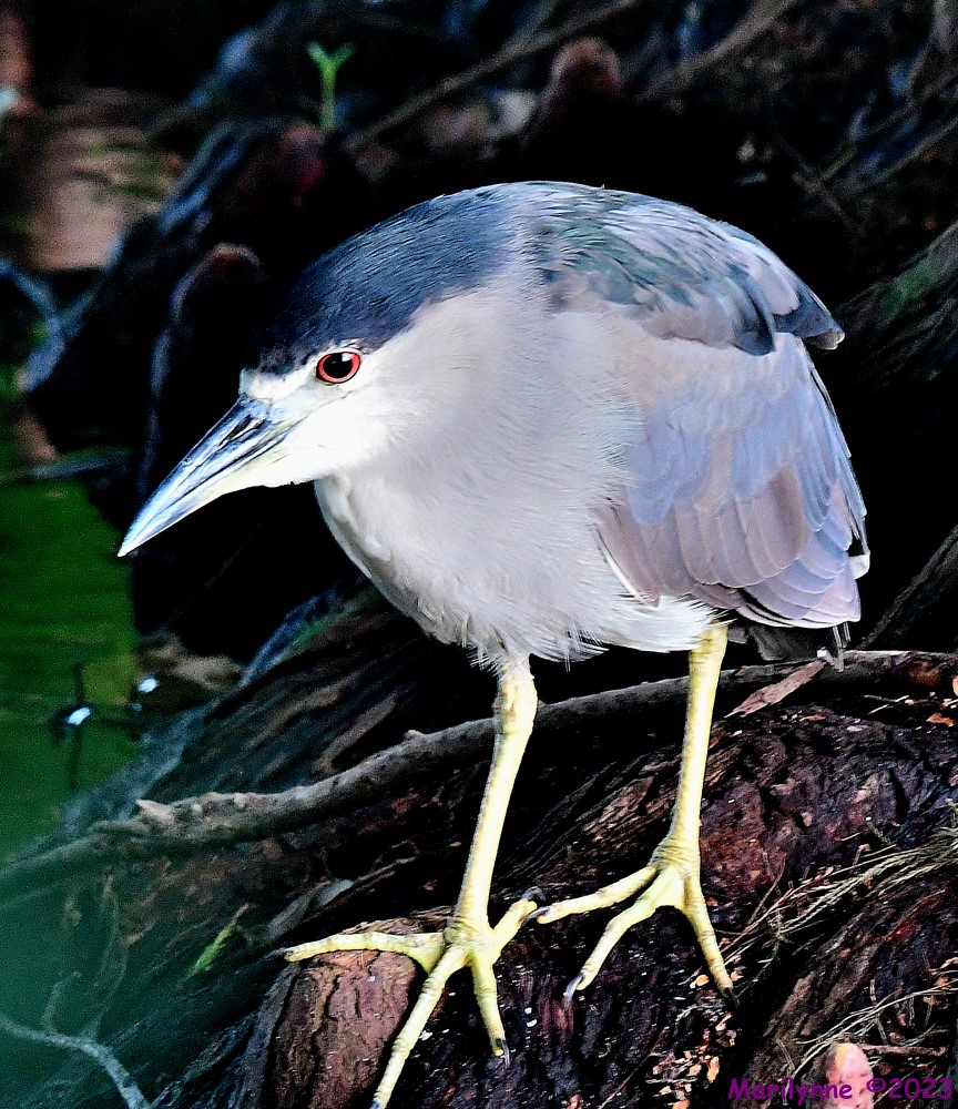 DSC_4091_001.JPG