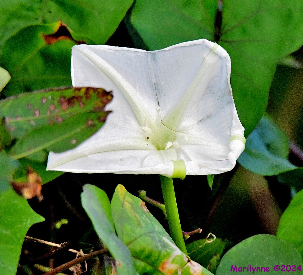 DSC_4091_001.JPG