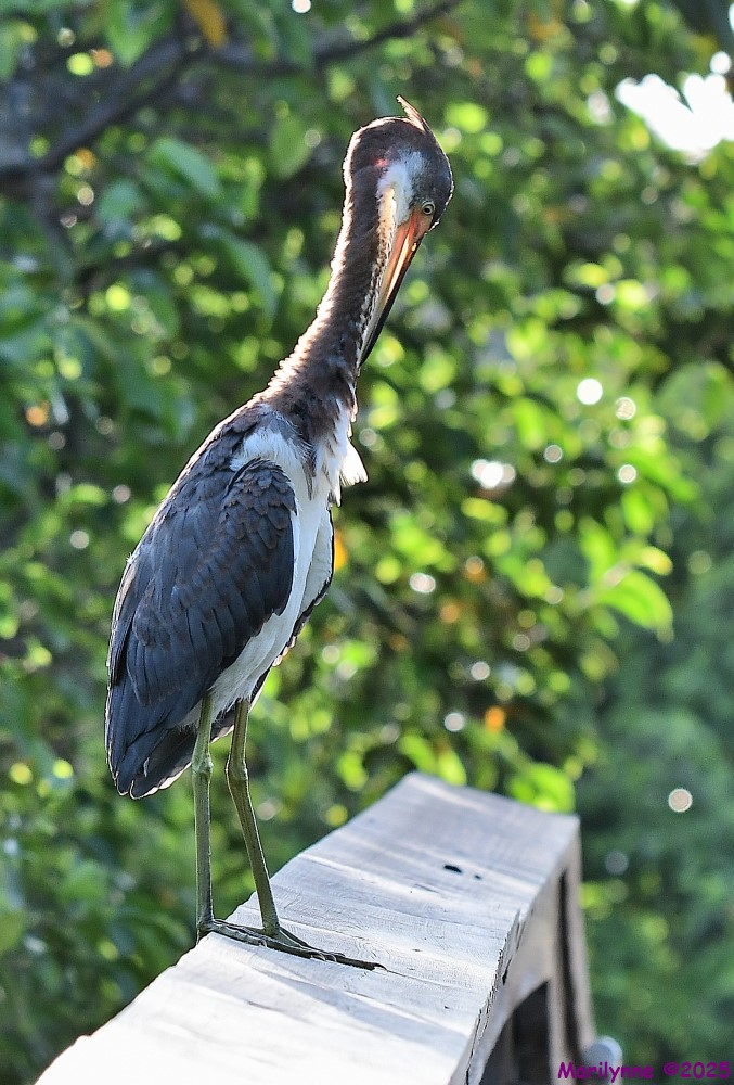 DSC_4091_001.JPG