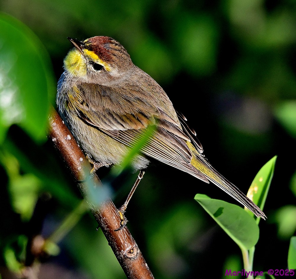 DSC_4092_001.JPG