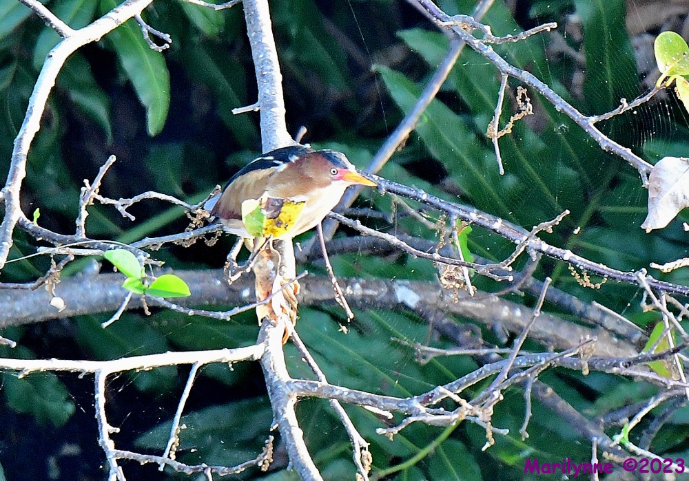 DSC_4093_001.JPG