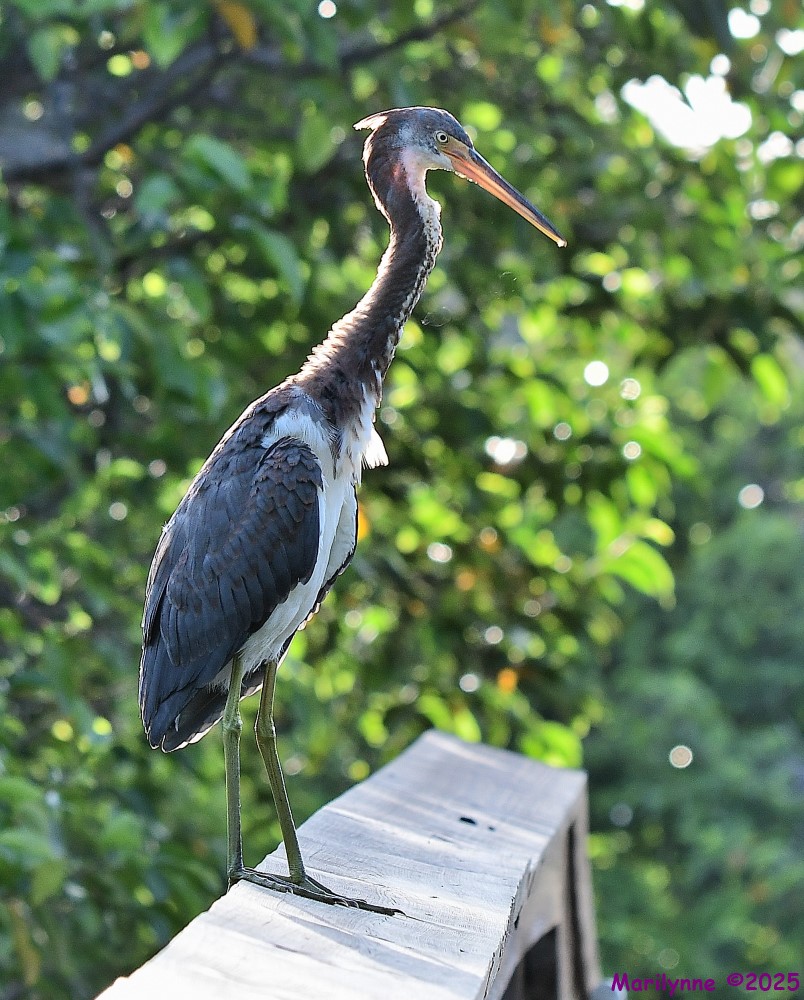 DSC_4093_001.JPG