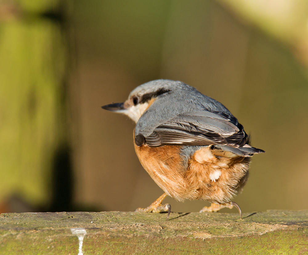 DSC_4094.jpg