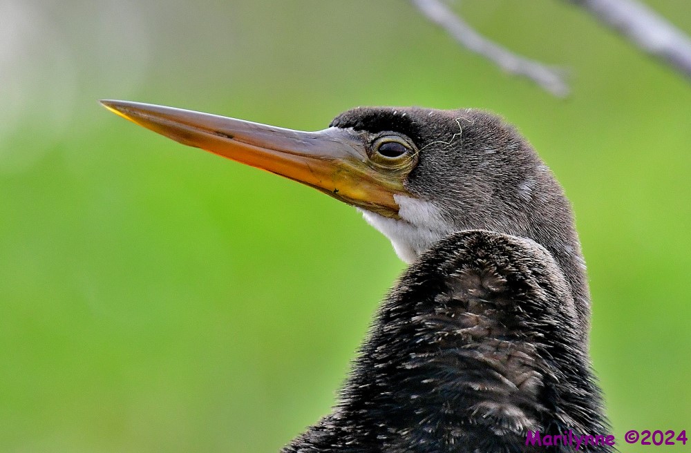 DSC_4094_001.JPG
