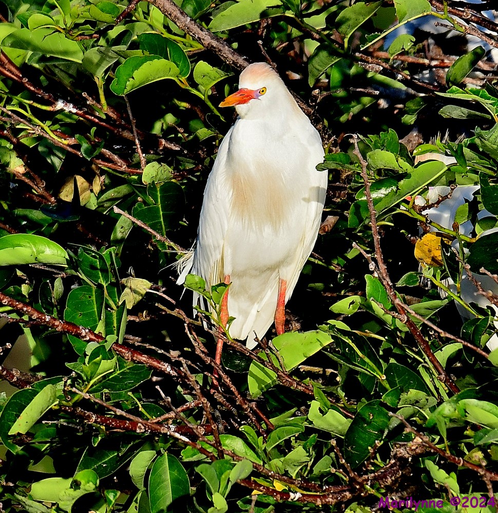 DSC_4098_001.JPG