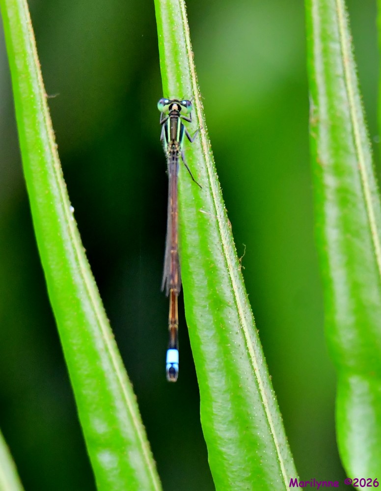 DSC_4098_001.JPG