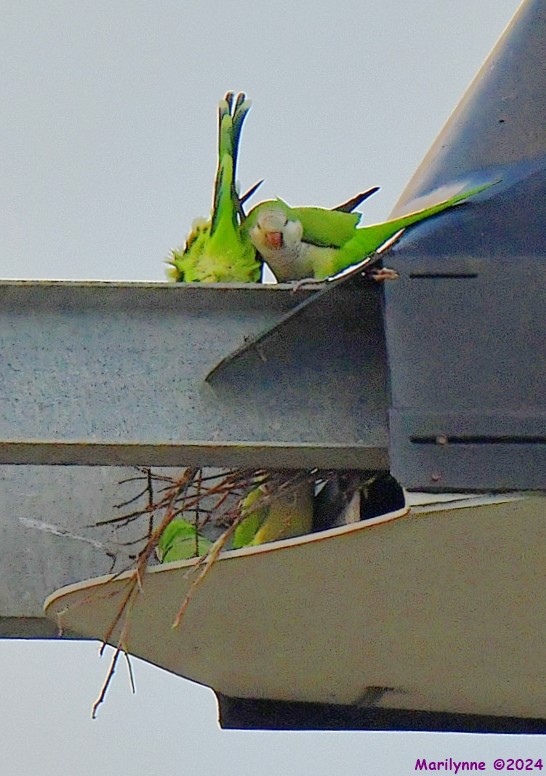 DSC_4100_001_001.JPG