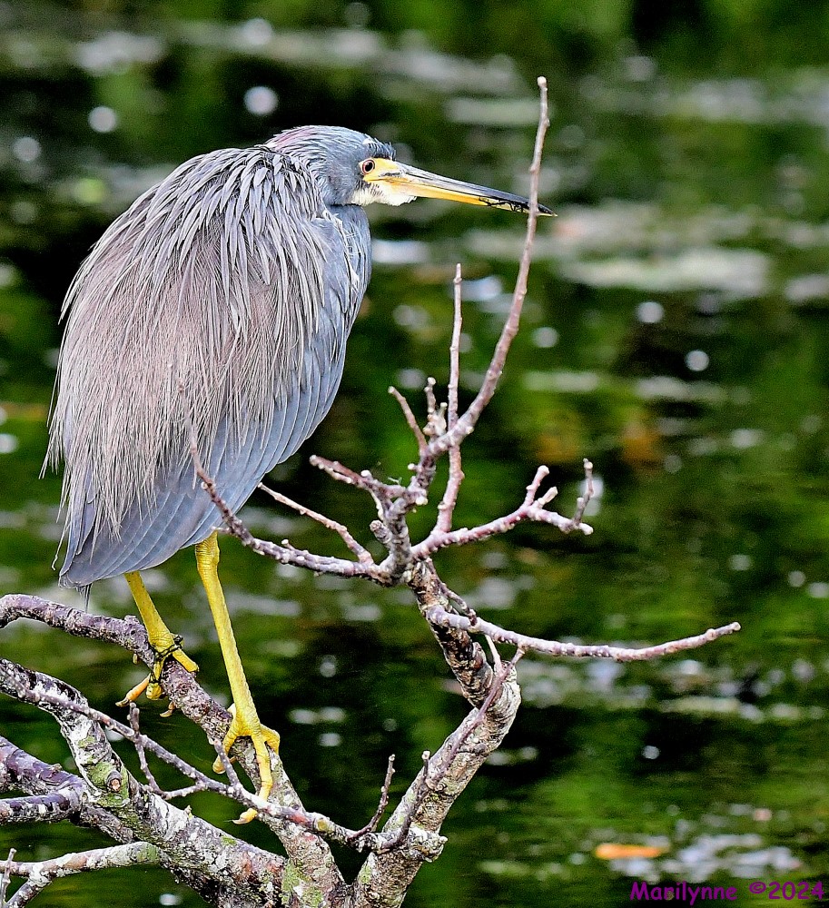 DSC_4101_001.JPG