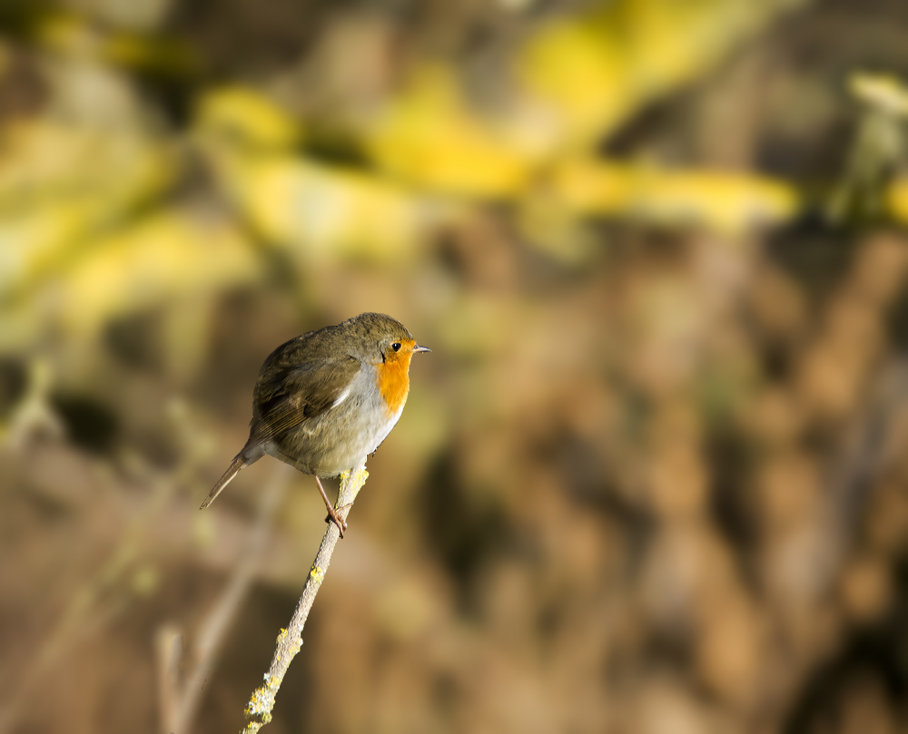 DSC_4104.jpg