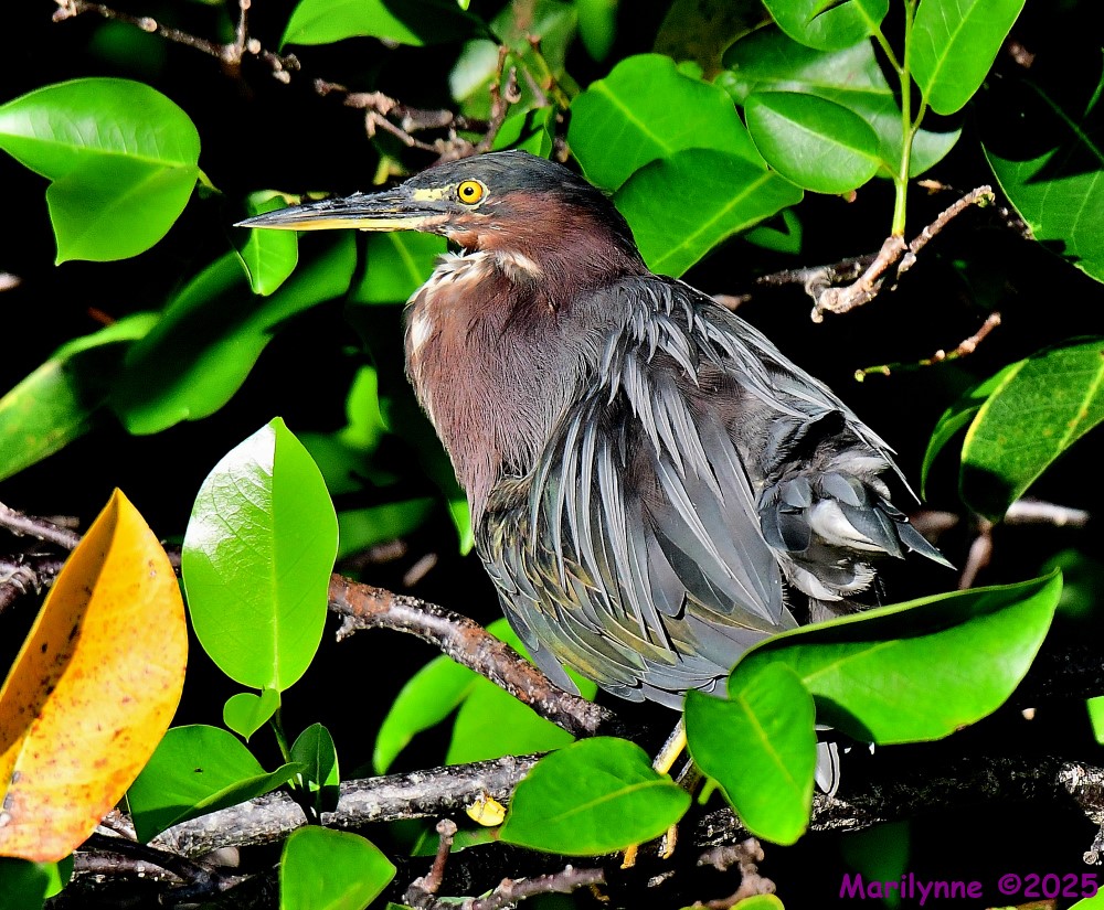 DSC_4104_001.JPG