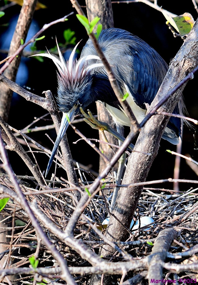 DSC_4109_001.JPG