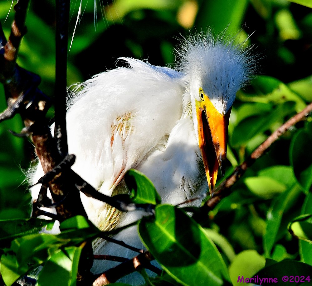 DSC_4109_001.JPG