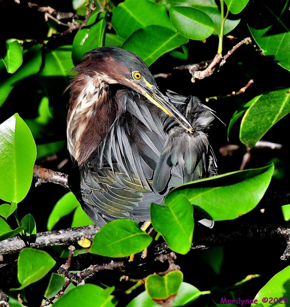 DSC_4109_001.JPG